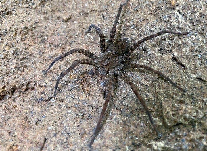 Fishing Spider